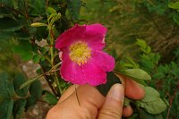 12 Rosa canina